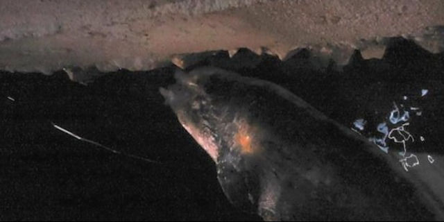 uginuli dupin by slobodnadalmacija.hr